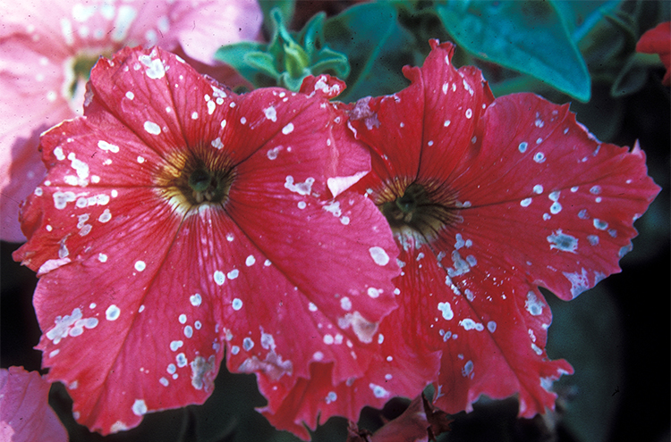 Figura 2. Motas descoloridas desarrollándose en pétalos de petunia infectados por Botrytis.