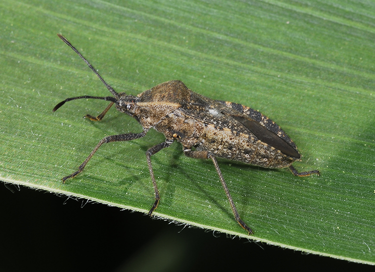 Figure 3A.  Adult squash bugs deposit the bacterium into cucurbit plants during feeding.