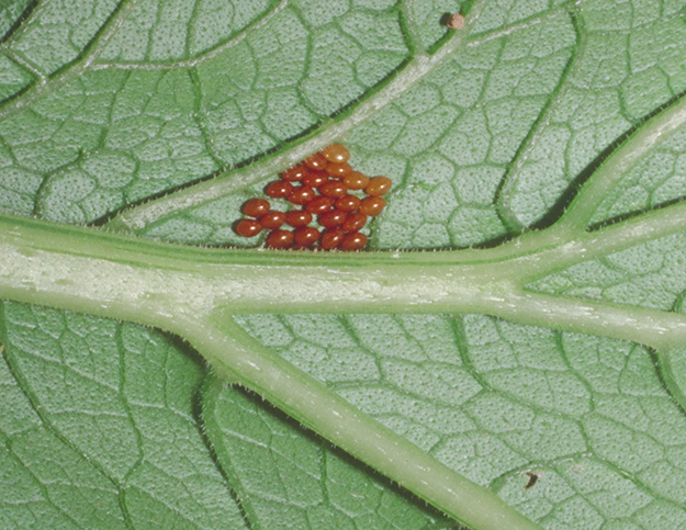 Figure 3B. Eggs are footballshaped and laid in groups of twelve or more.