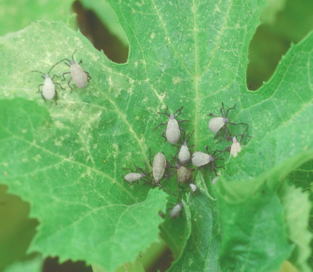 Figure 3C. Nymphs are initially dark with a light green abdomen, but they become light gray with black legs as they mature.