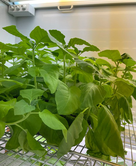 Growth chamber plants