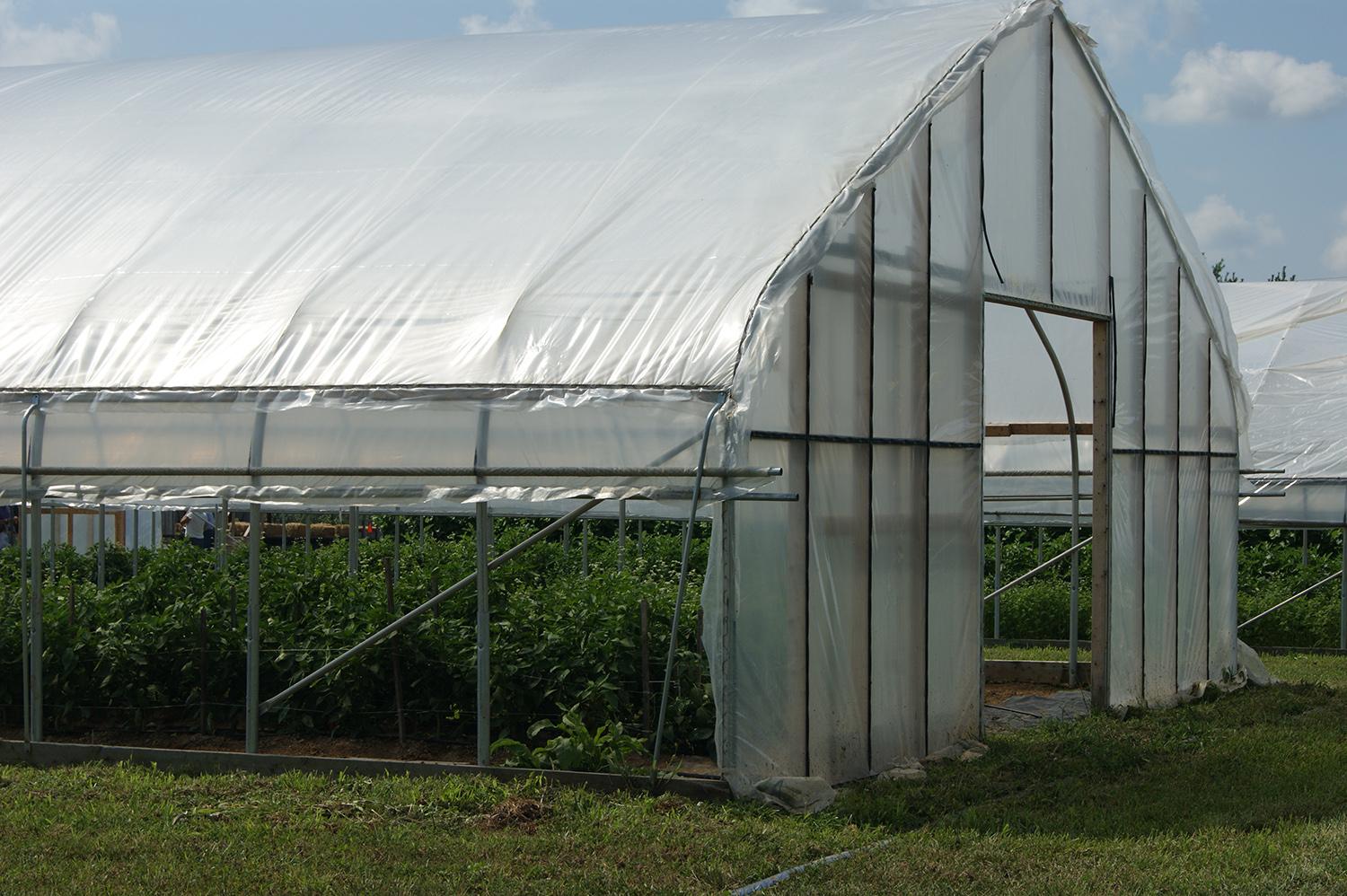 High tunnels at South Farm